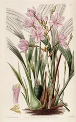 Spathoglottis plicata